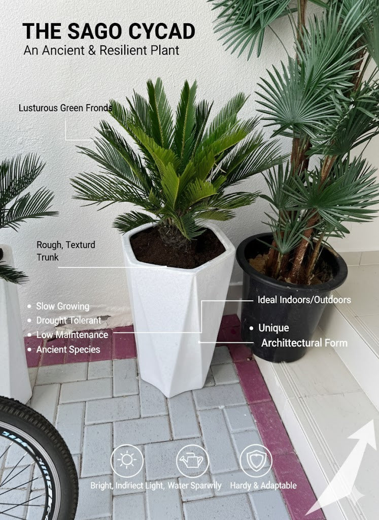 🌿Cycas Palm (Sago Palm) in Elegant White Planter – Premium Indoor & Outdoor Plant