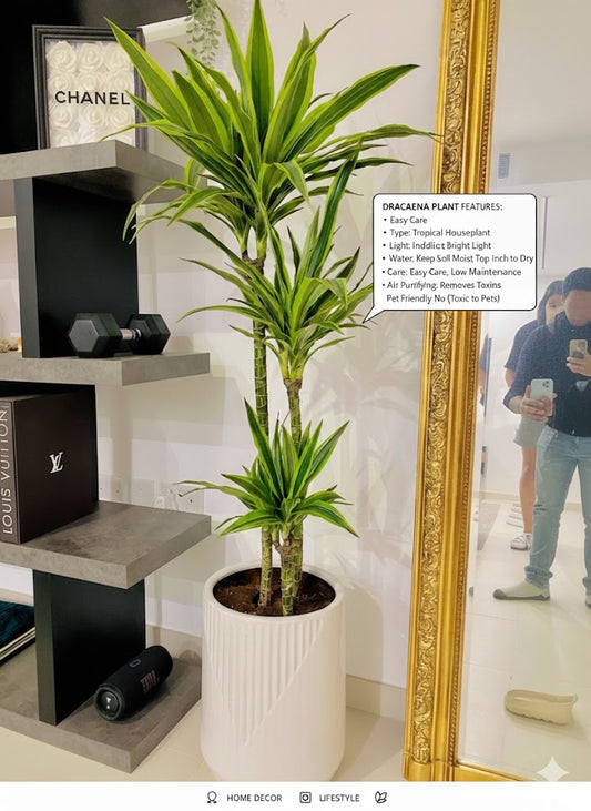 🌿Dracaena Lemon Lime Indoor Floor Plant in Premium White Pot – Elegant & Air-Purifying