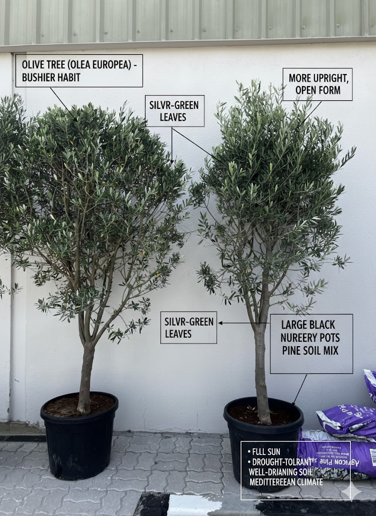 🌿Olive Tree (Olea Europaea) Outdoor & Indoor Plant in Pot – Timeless Mediterranean Elegance