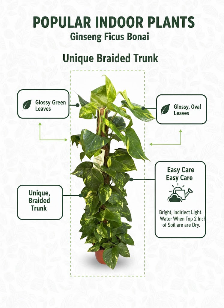 🌿Money Tree (Pachira Aquatica) with Braided Trunk in Elegant White Pot – Lucky Indoor Plant