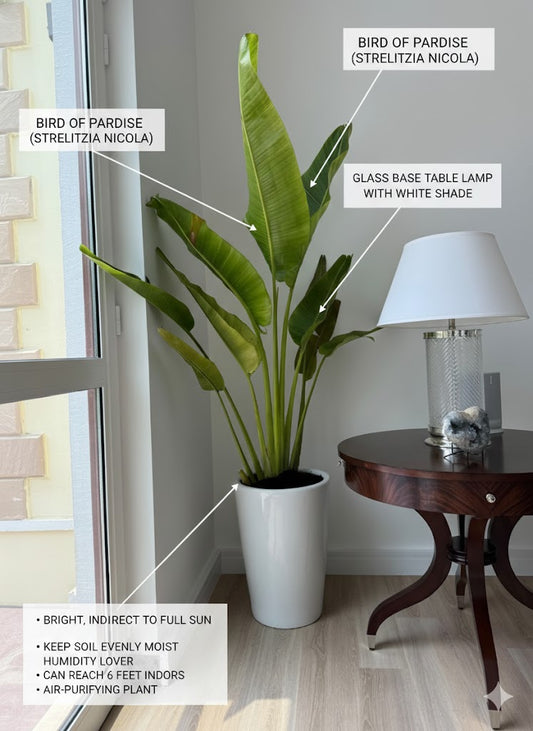 🌿Bird of Paradise (Strelitzia) – Elegant Tall Indoor Plant in Designer Pot