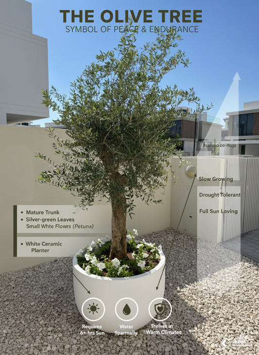 🌿 Elegant Potted Olive Tree – Timeless Mediterranean Beauty for Your Space