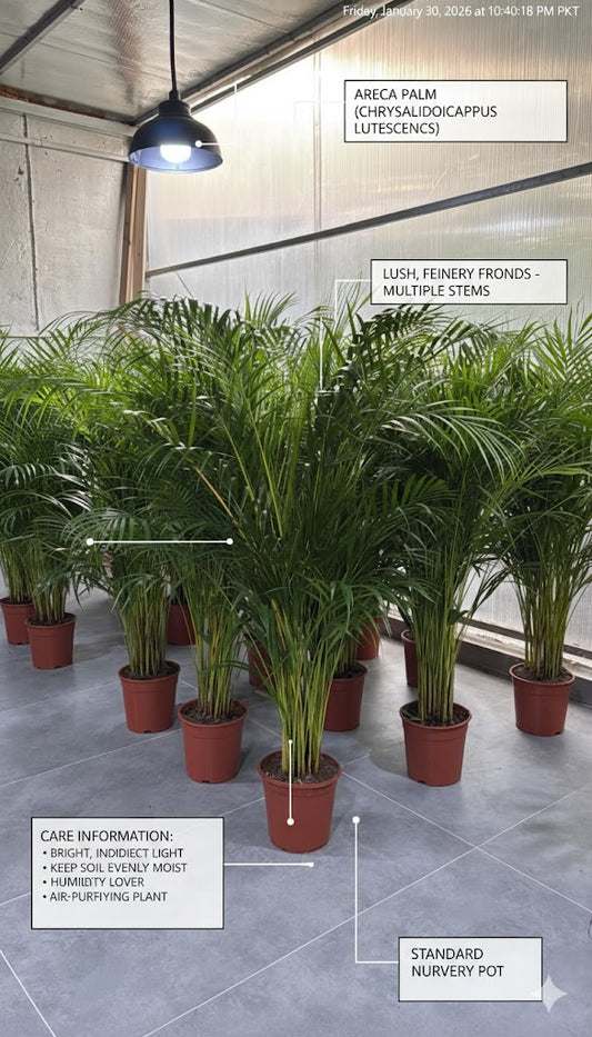 🌿Areca Palm (Golden Cane Palm) – Lush Indoor & Outdoor Air-Purifying Plant