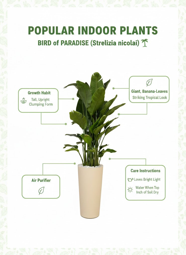 🌿Bird of Paradise (Strelitzia) – Luxury Tall Indoor Plant for Modern Spaces