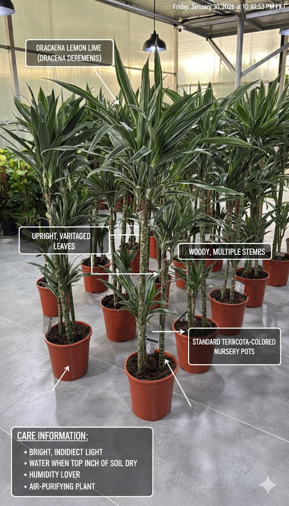 🌿Dracaena Warneckii (Variegated Dracaena) – Elegant Low-Maintenance Indoor Plant