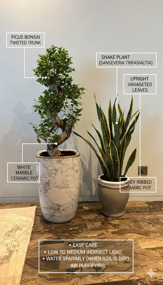 🌿Luxury Indoor Plant Combo – Twisted Ficus Bonsai & Snake Plant in Designer Pots