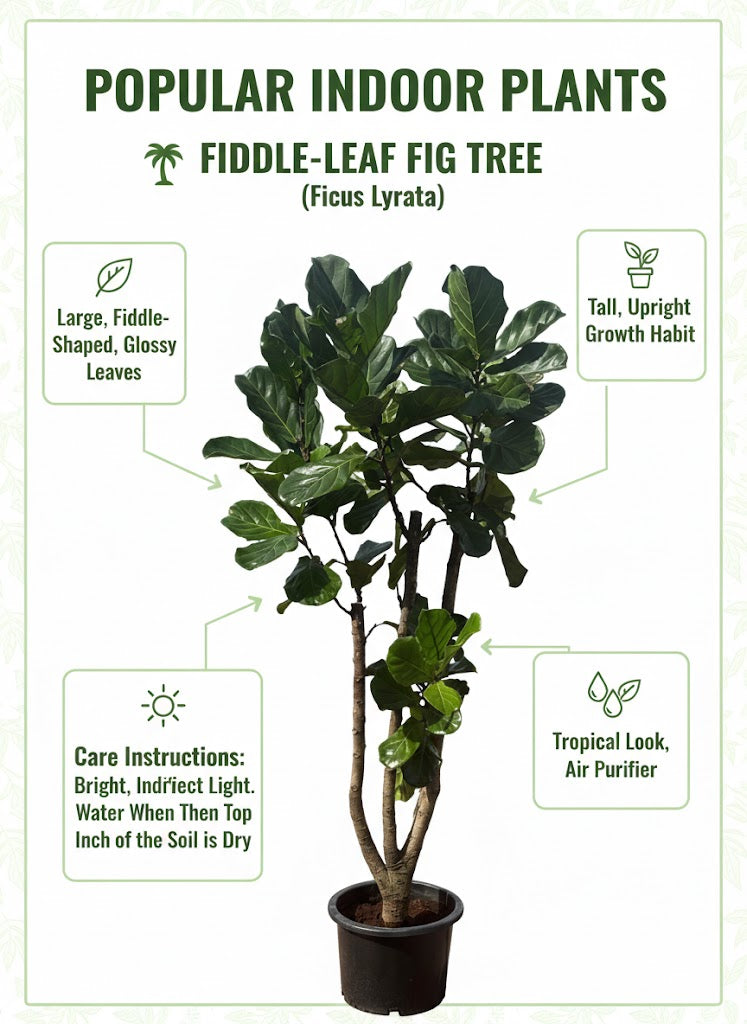 🌿 Fiddle Leaf Fig Tree (Ficus Lyrata) – Premium Indoor Statement Plant