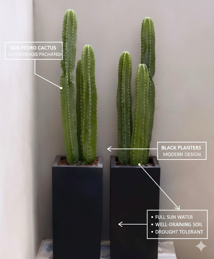 🌵Elegant Indoor Cactus Plant – Low-Maintenance Modern Greenery