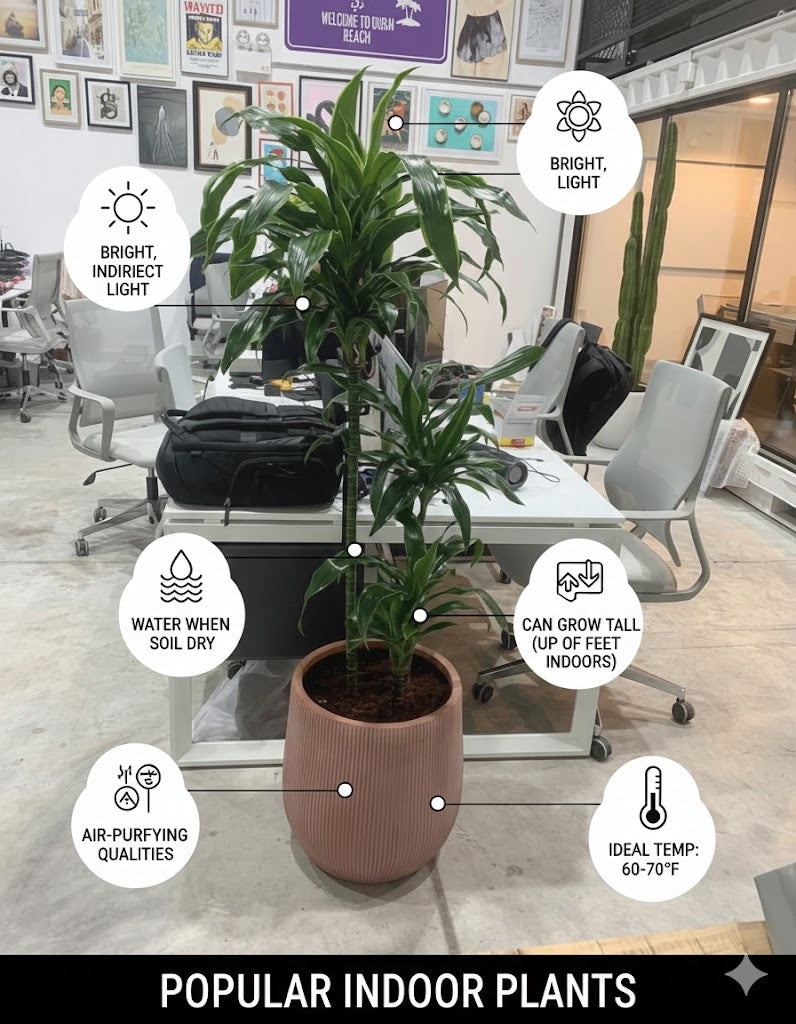 🌿Dracaena Compacta Indoor Floor Plant – Elegant Green Accent for Home & Office