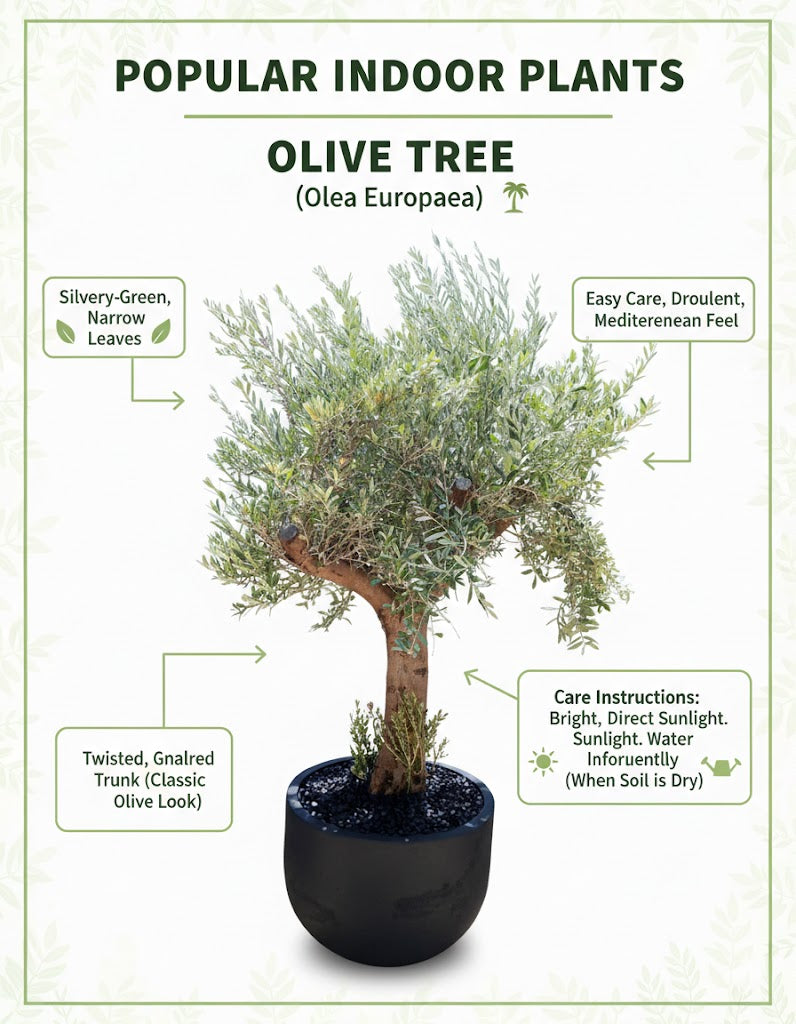 ๐ฟ Mature Olive Tree (Olea Europaea) โ Luxury Indoor & Outdoor Statement Plant