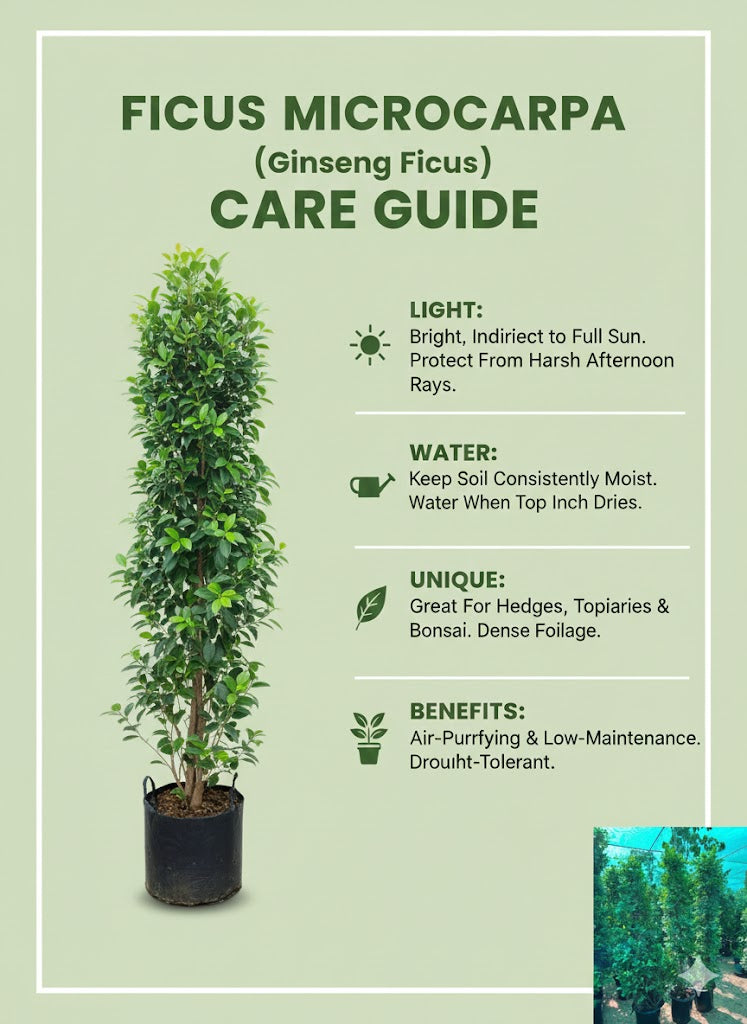 Cone Ficus Plant – Elegant Evergreen Topiary for Gardens & Outdoor Spaces