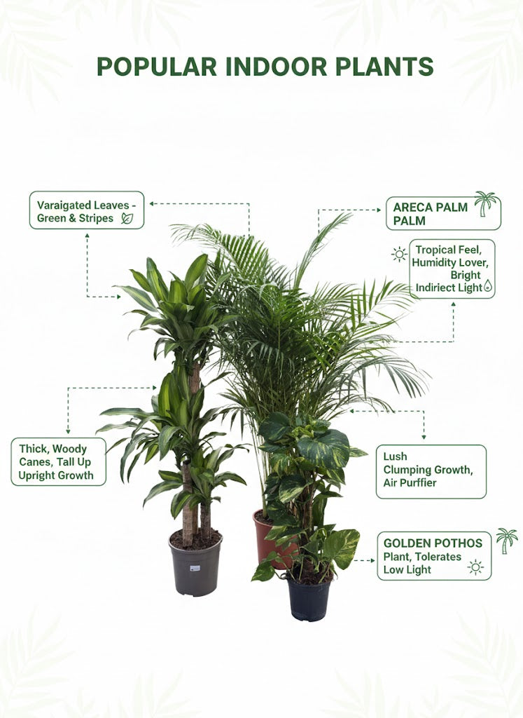 🌿Indoor Green Plant Trio – Dracaena, Areca Palm & Golden Pothos Collection