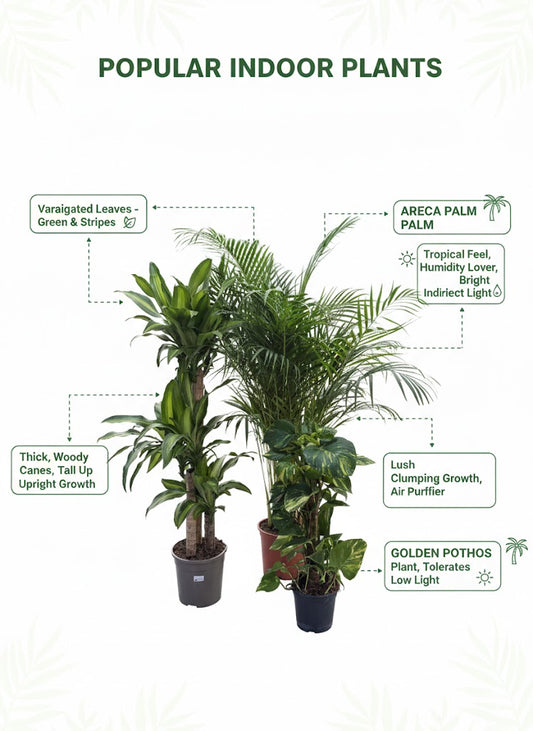 🌿Indoor Green Plant Trio – Dracaena, Areca Palm & Golden Pothos Collection