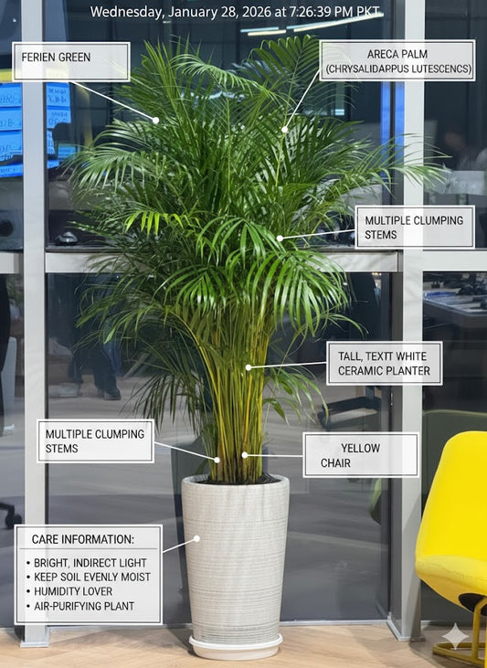 🌴Areca Palm (Golden Cane Palm) – Elegant Indoor Air-Purifying Plant in Premium Pot