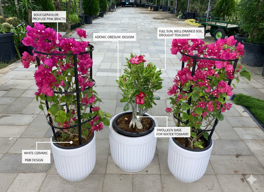 🌿Potted Desert Roses & Bougainvillea Vibrant Flowering Plants for Home & Garden