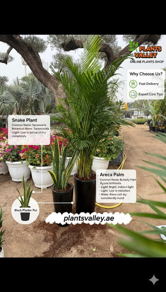 π΄ Areca Palm with Snake Plant Combo β Natural Indoor & Outdoor Green DΓ©cor