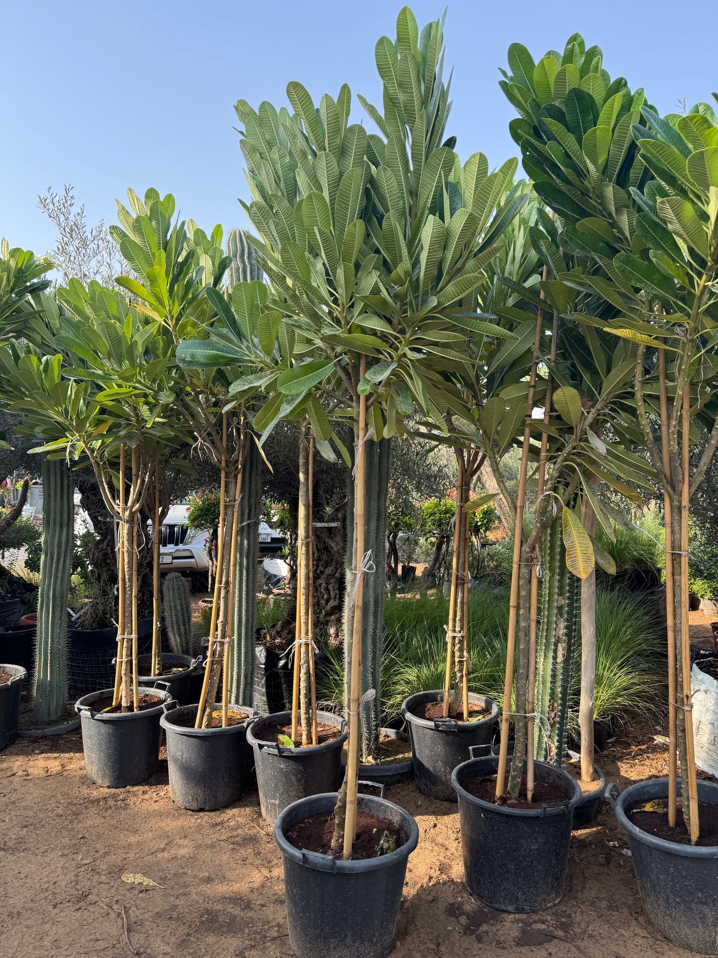 πΏ Premium Frangipani (Plumeria) Tree β Elegant Tropical Beauty for Home & Garden