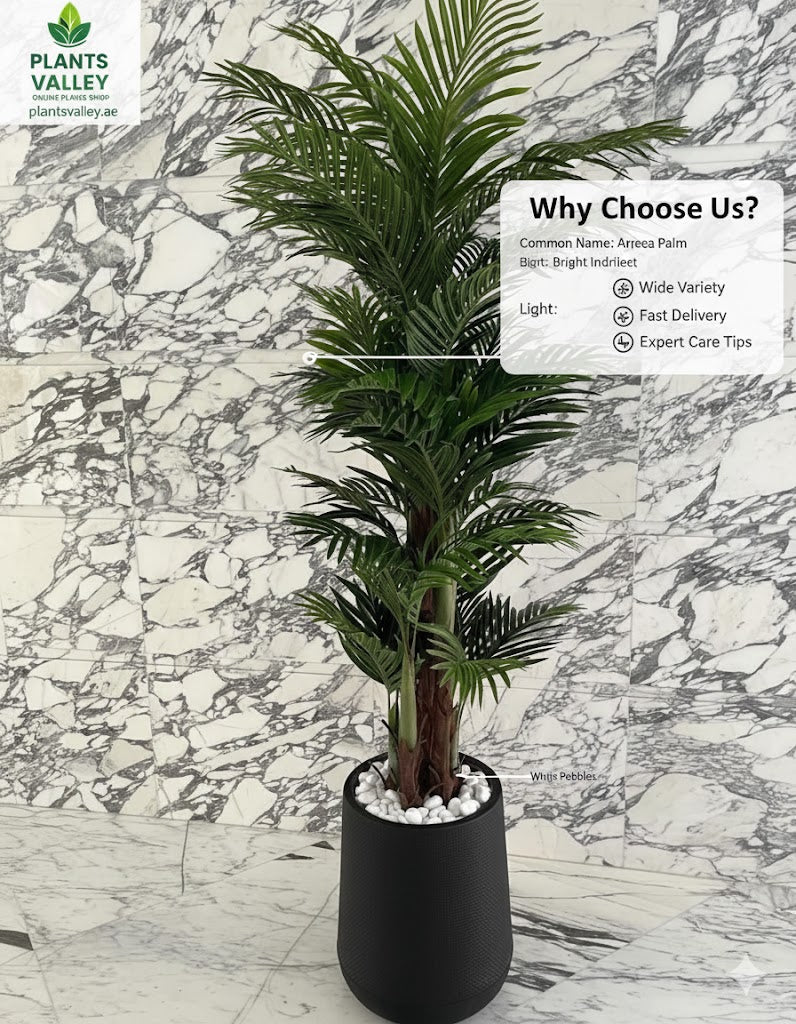 Areca Palm plant in a black pot on a marble floor with promotional text about Plants Valley.