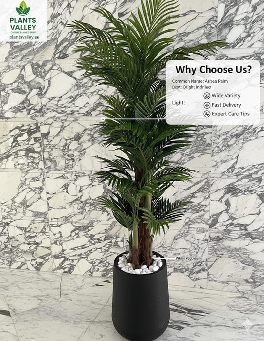 Areca Palm plant in a black pot on a marble floor with promotional text about Plants Valley.