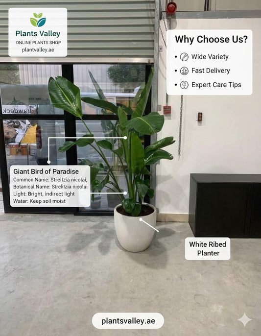 Potted plant with promotional text overlay on a store interior background
