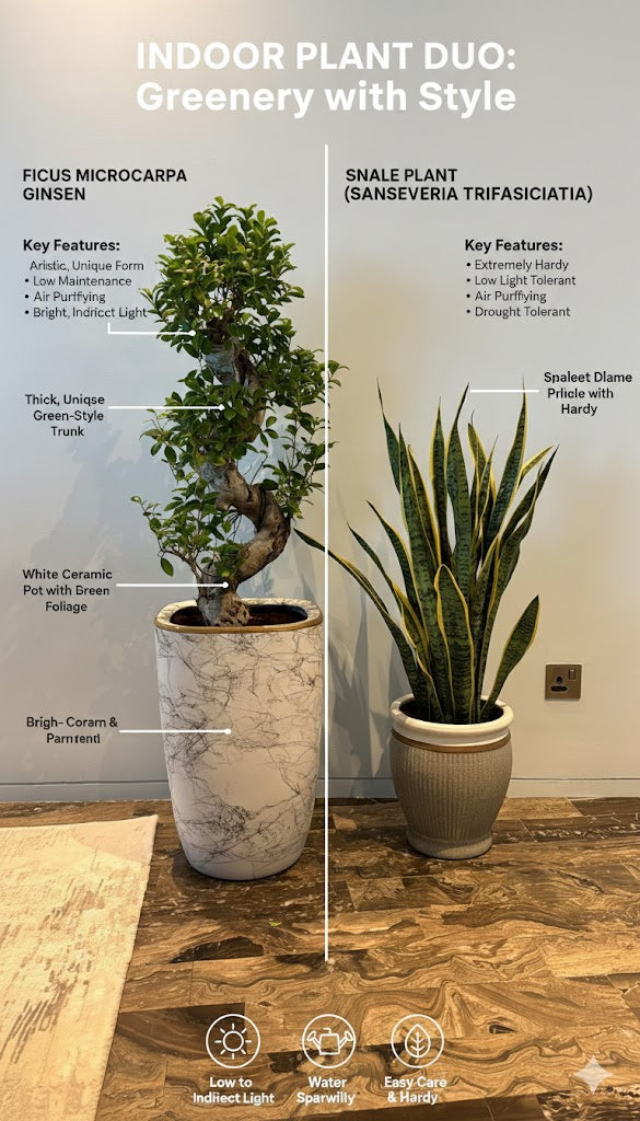 Bonsai Ficus & Snake Plant Combo – Premium Indoor Plant Set
