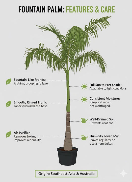 π΄ Caribbean Royal Palm β Elegant Tropical Landscape Tree