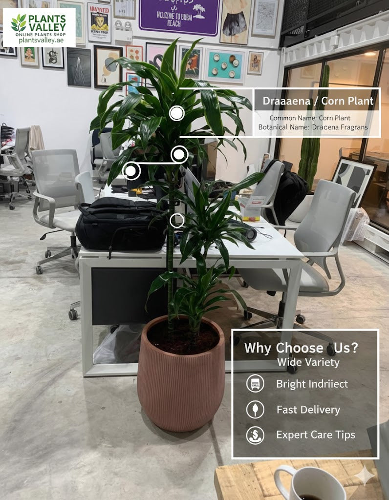 Potted Draeana Corn Plant in an office setting with promotional text overlay.