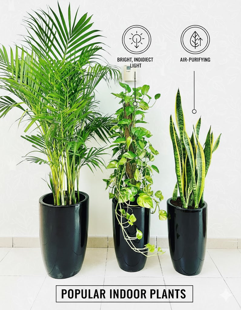 Three potted indoor plants with labels indicating light and air-purifying benefits on a white background.