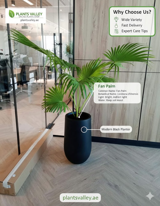 Glass display case with plants and promotional text for Plants Valley online plant shop.