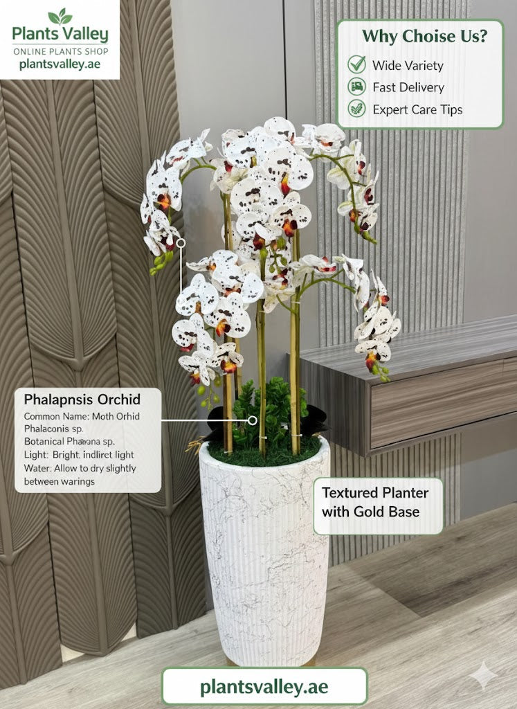 Phalaenopsis orchid plant in a textured planter with gold base on a wooden surface, with 'Plants Valley' branding.