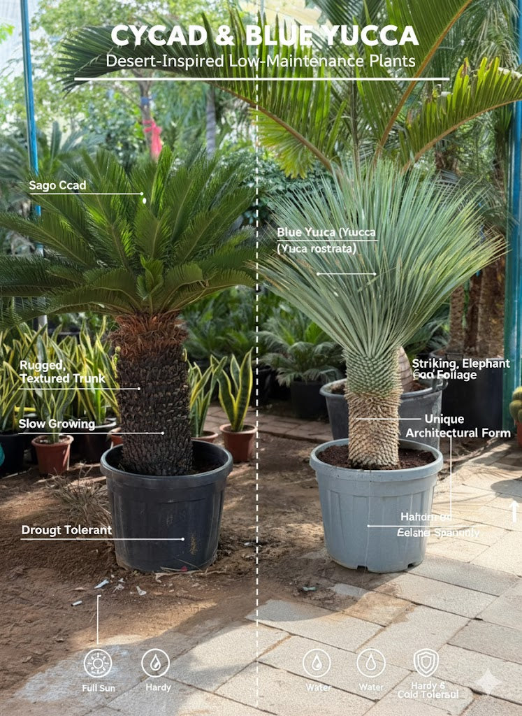 Two potted plants, Sago Ckad and Blue Yucca, with text describing their features.