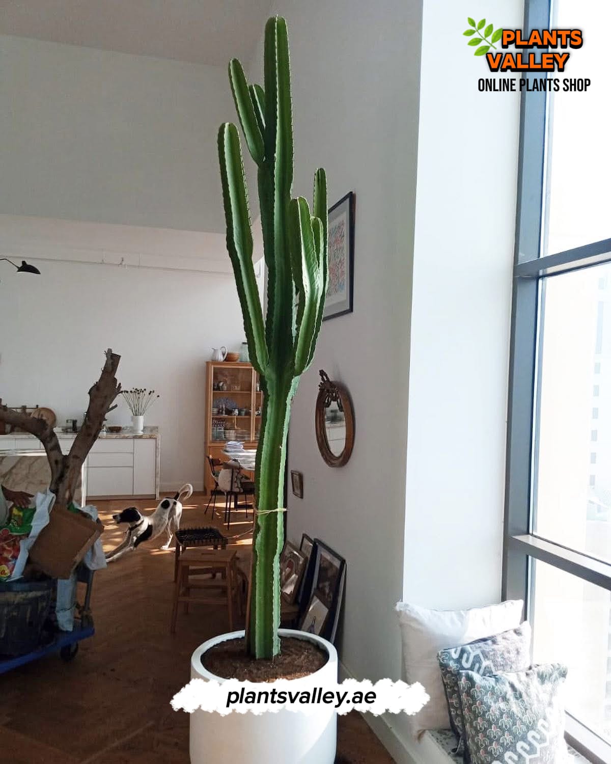 π΅ Giant Columnar Cactus β Bold Desert Elegance for Modern Landscapes