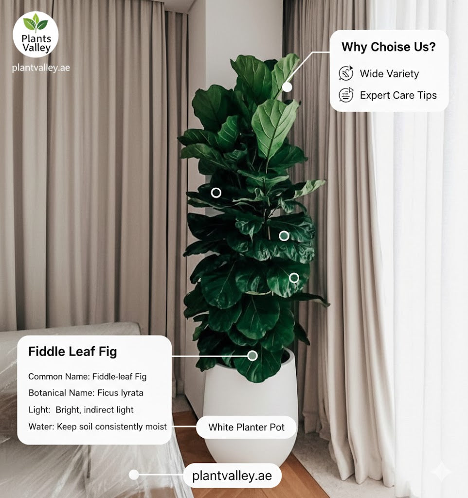 Fiddle Leaf Fig plant in a white planter pot with care information on a neutral background.