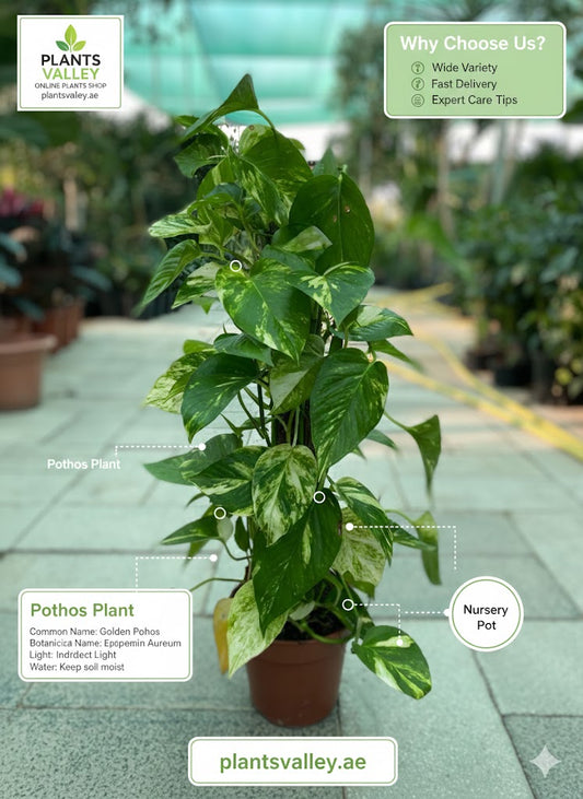 Pothos plant in a nursery pot with branding and product information on a blurred background.