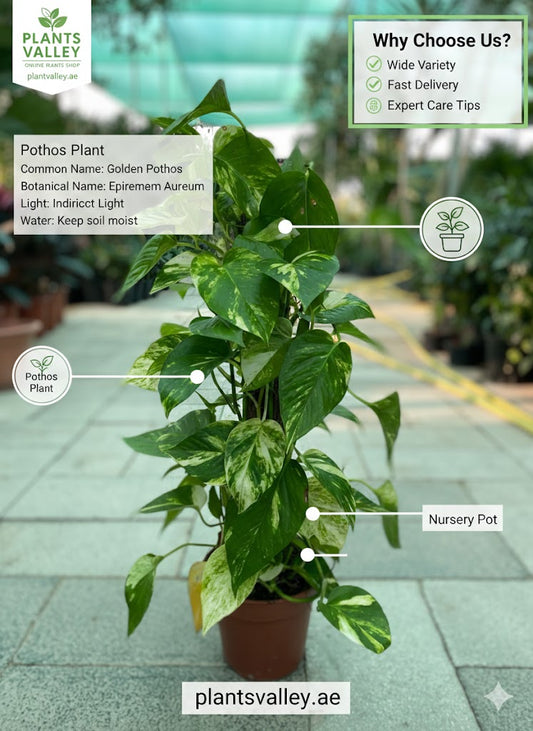 Pothos plant with labels and 'Plants Valley' branding on a blurred background