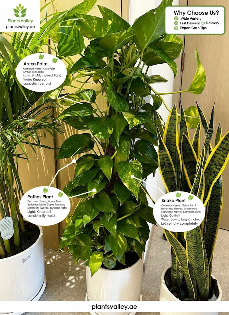 Potted plants including an Areca Palm, Pothos Plant, and Snake Plant with labels on a neutral background.