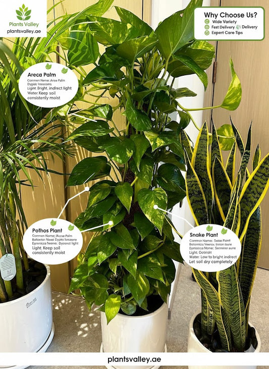 Potted plants including an Areca Palm, Pothos Plant, and Snake Plant with labels on a neutral background.