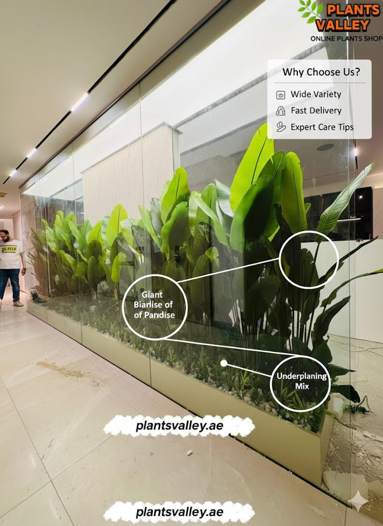 Plants Valley promotional display with artificial plants and branding elements.