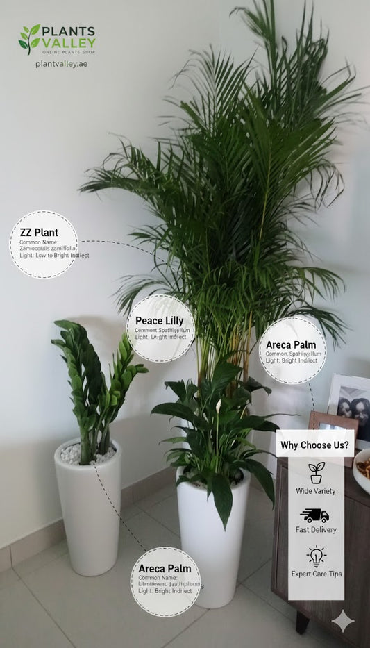 Three potted plants (ZZ Plant, Peace Lily, Areca Palm) on a white floor with a white wall background.
