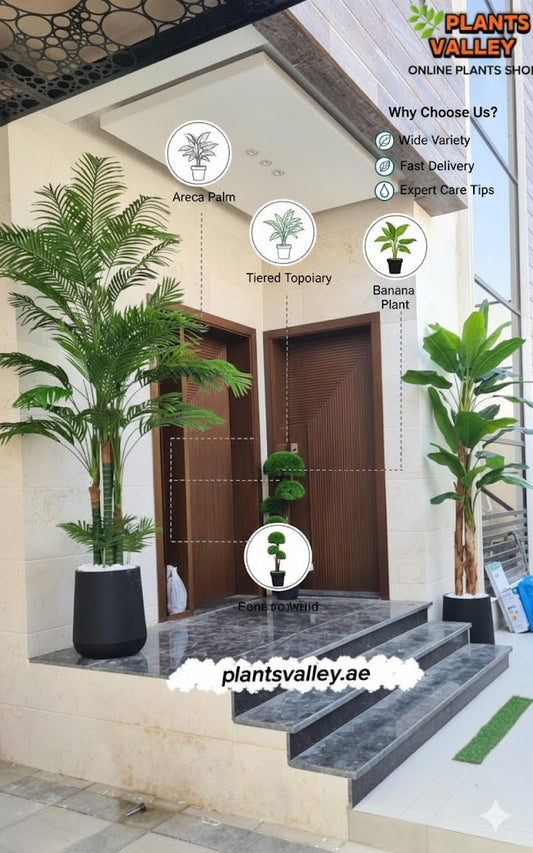 Decorative plants in a modern interior setting with 'Plants Valley' branding.