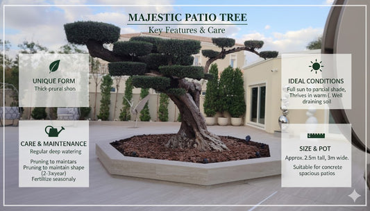 🌿Luxury Sculpted Olive Tree – Architectural Outdoor Statement Plant