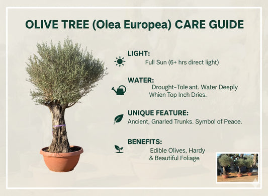 Olive tree care guide with plant image and text on a light background