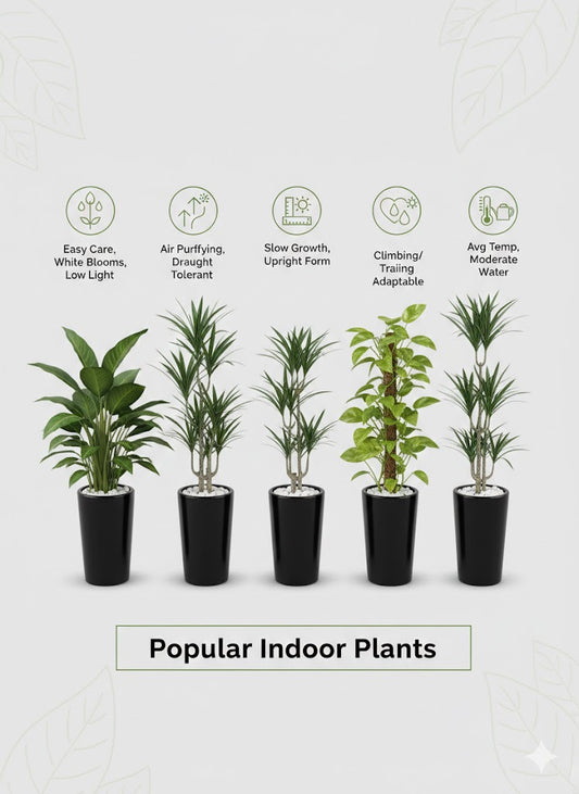 Row of six potted indoor plants with care instructions on a white background