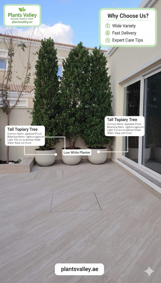 Plants Valley advertisement with potted trees on a patio, highlighting features and brand.