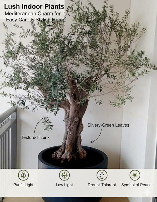 Luxury Indoor & Balcony Statement Plant infographics