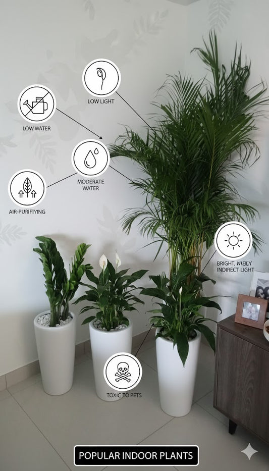 Indoor plants with care instructions on a white wall