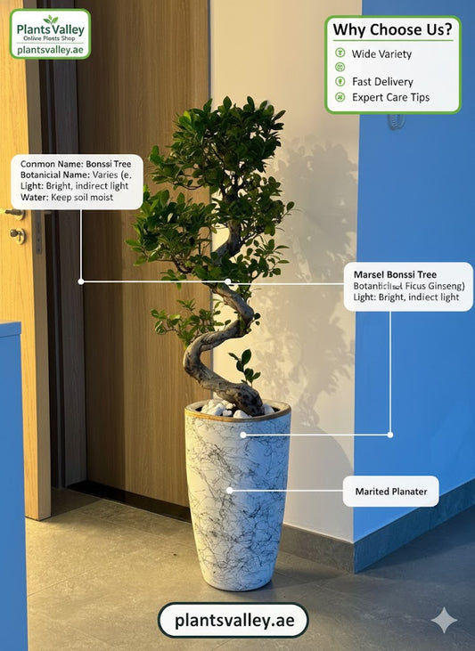 Bonsai tree in a pot with product details and branding on a blurred background