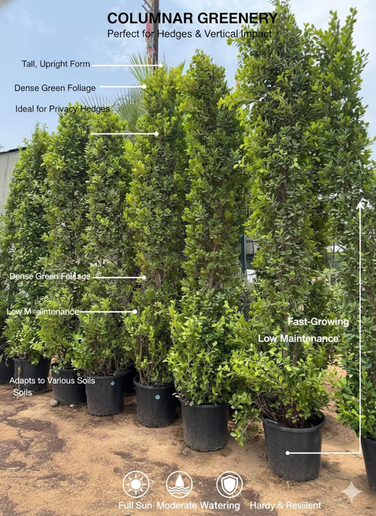 Row of potted columnar greenery plants with text describing their features.