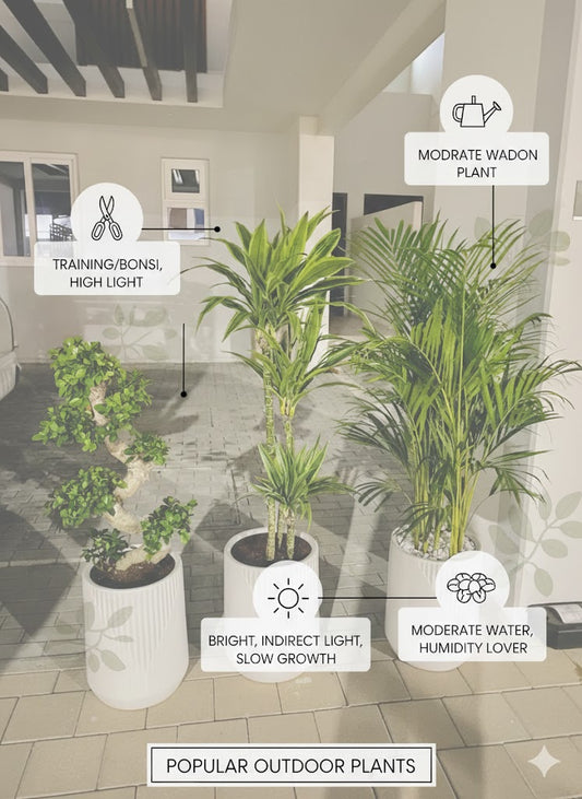 Illustration of various potted plants with care instructions in a room setting.