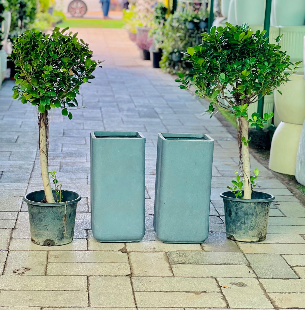 Bundle of 2 One head ficus plant with long pot